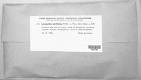 Apioperdon pyriforme image